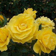 Саджанці троянди флорибунда Фрезія (Rose Friesia), фото 4