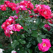 Саджанці троянди флорибунда Хайматмелоді (Rose Heimatmelodie), фото 3
