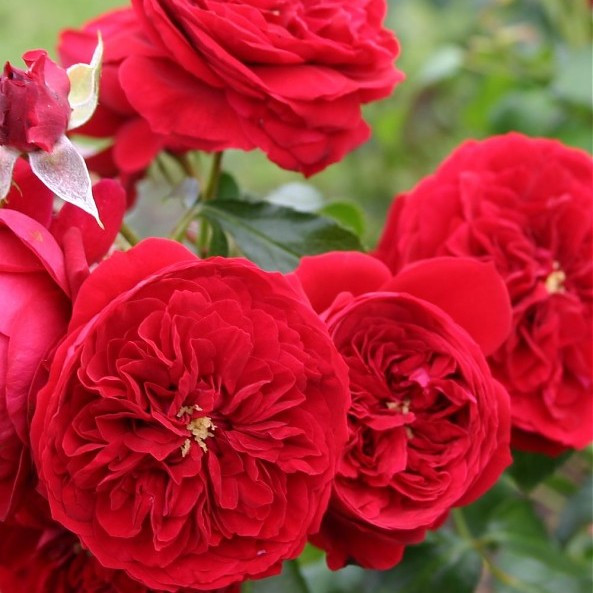 Саджанці троянди флорибунда Роткепхен (Rose Rotkappchen)