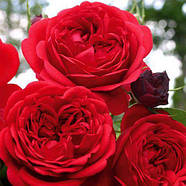 Саджанці троянди флорибунда Роткепхен (Rose Rotkappchen), фото 3
