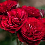 Саджанці троянди флорибунда Роткепхен (Rose Rotkappchen), фото 4