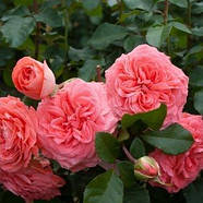 Саджанці троянди флорибунда Шакенборг (Rose Schackenborg), фото 3