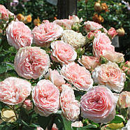 Саджанці троянди флорибунда Марія Терезія (Rose Mariatheresia), фото 3
