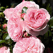 Саджанці троянди флорибунда Марія Терезія (Rose Mariatheresia), фото 4