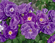 Саджанці кущової троянди Рапсоді Ін Блю (Rose Rhapsody in Blue), фото 3