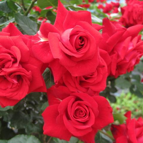 Саджанці троянди Глед Тидінгс (Троянда Лібекер Ротсрон) ((Rose Glad Tidings (Rose Lubecker Rotspon))