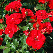 Саджанці троянди флорибунда Ла Севільяна (Rose La Sevillana), фото 3