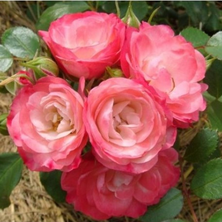 Саджанці троянди флорибунда Пат Де Велюр (Оксамитова лапка) (Rose Patte de Velours)