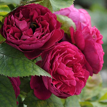 Саджанці паркової троянди Бісентенер де Гійо (Bicentenaire de Guillot)