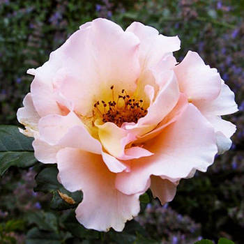 Саджанці паркової троянди Жан де Люксенбург (Jean de Luxembourg)