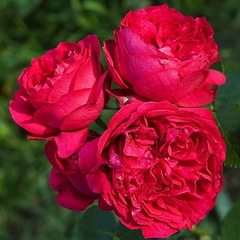Саджанці паркової троянди Ред Еден Роуз (Red Eden Rose)