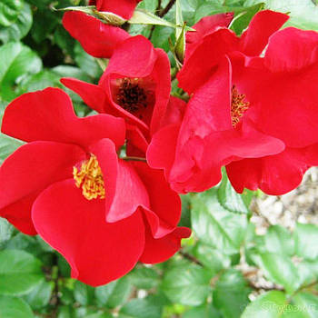 Саджанці паркової троянди Робуста (Robusta)