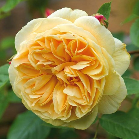 Саджанці англійської троянди Тізінг Джоржия (Rose Teasing Georgia)