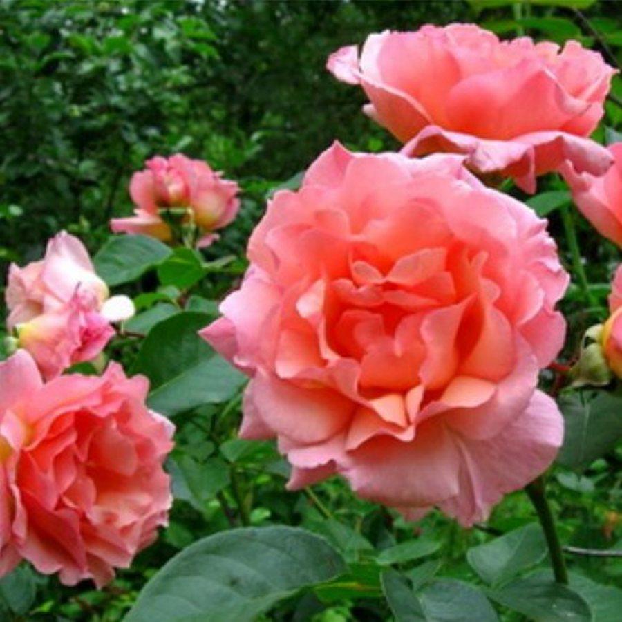 Саджанці плетистої троянди Компассіон (Rose Compassion)