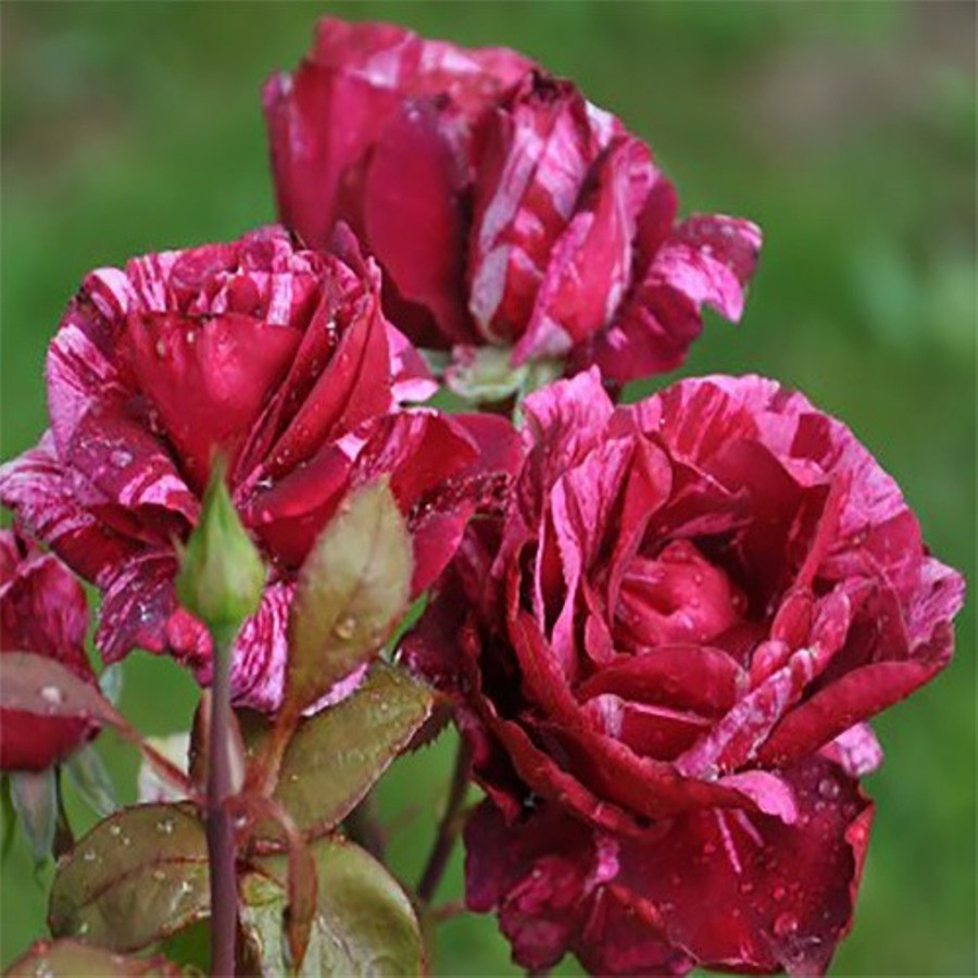 Саджанці плетистої троянди Пірат (Rose Pirat)