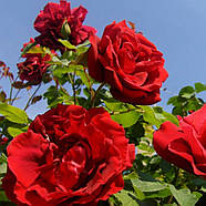 Саджанці плетистої троянди Сантана (Rose Santana), фото 3