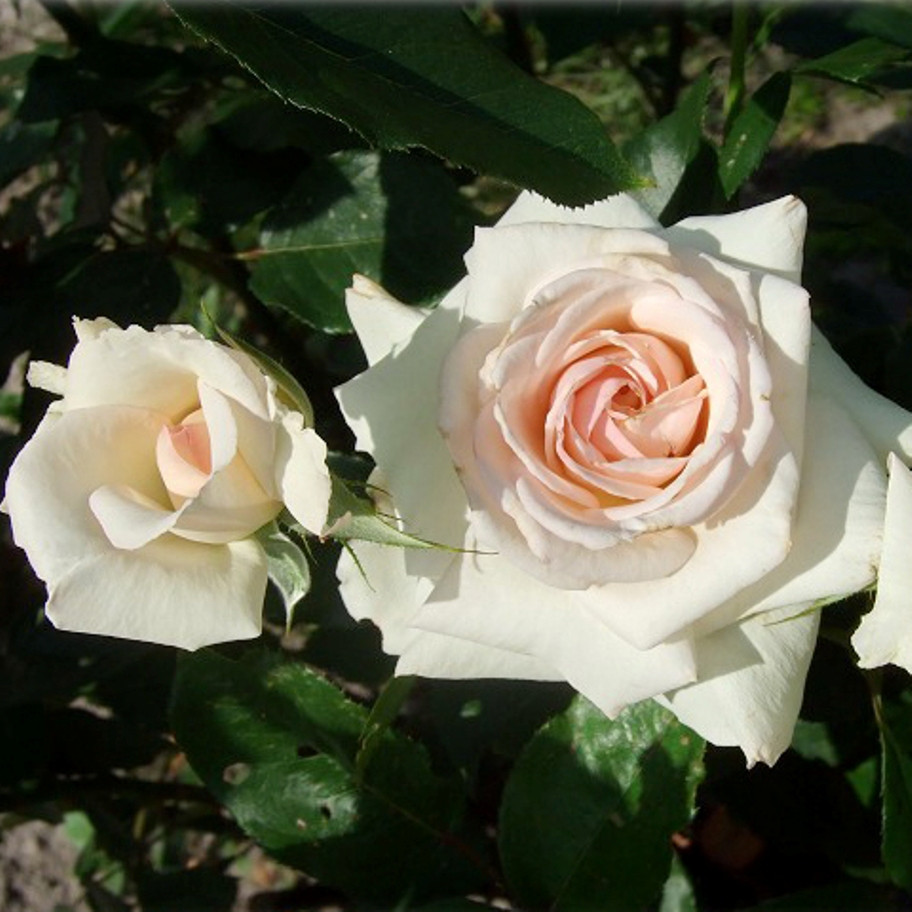 Саджанці плетистої троянди Шванензеє (Rose Schwanensee)