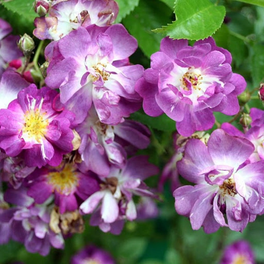 Саджанці плетистої троянди Вельхенблау (Rose Veilchenblau)
