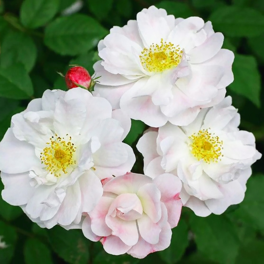 Саджанці плетистої троянди Венуста Пендула (Rose Venusta Pendula)