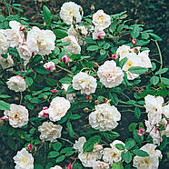 Саджанці плетистої троянди Венуста Пендула (Rose Venusta Pendula), фото 3