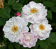 Саджанці плетистої троянди Венуста Пендула (Rose Venusta Pendula), фото 4