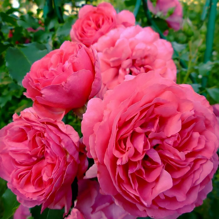 Саджанці плетистої троянди Розаріум Преміум (Rose Rosarium Premium)