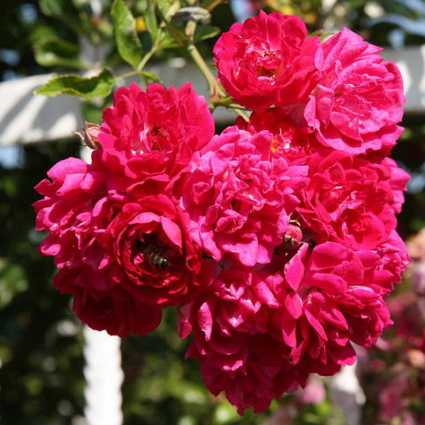 Саджанці плетистої троянди Супер Ексцельза (Rose Super Excelsa)