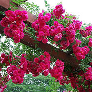 Саджанці плетистої троянди Супер Ексцельза (Rose Super Excelsa), фото 3