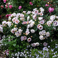 Саджанці троянди флорибунда Айс фо Ю (Rose Eyes for You), фото 3