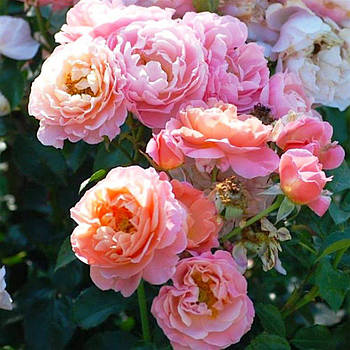 Саджанці паркової троянди Марі Кюрі (Marie Curie)
