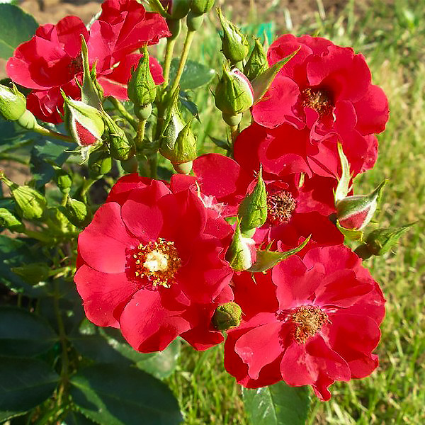 Саджанці ґрунтопокривної троянди Альпенглюхен (Rose Alpengluhen)
