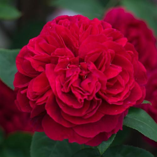 Саджанці англійської троянди Ел Ді Брейтвейт (Rose L. D. Braithwaite)