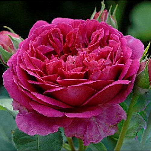 Саджанці англійської троянди Леді оф Меггинч (Lady Rose of Megginch)