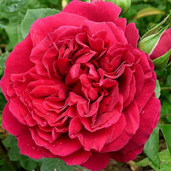 Саджанці англійської троянди Тесс оф зе Дєрбервилльс (Rose Tess of the d’Urbervilles)