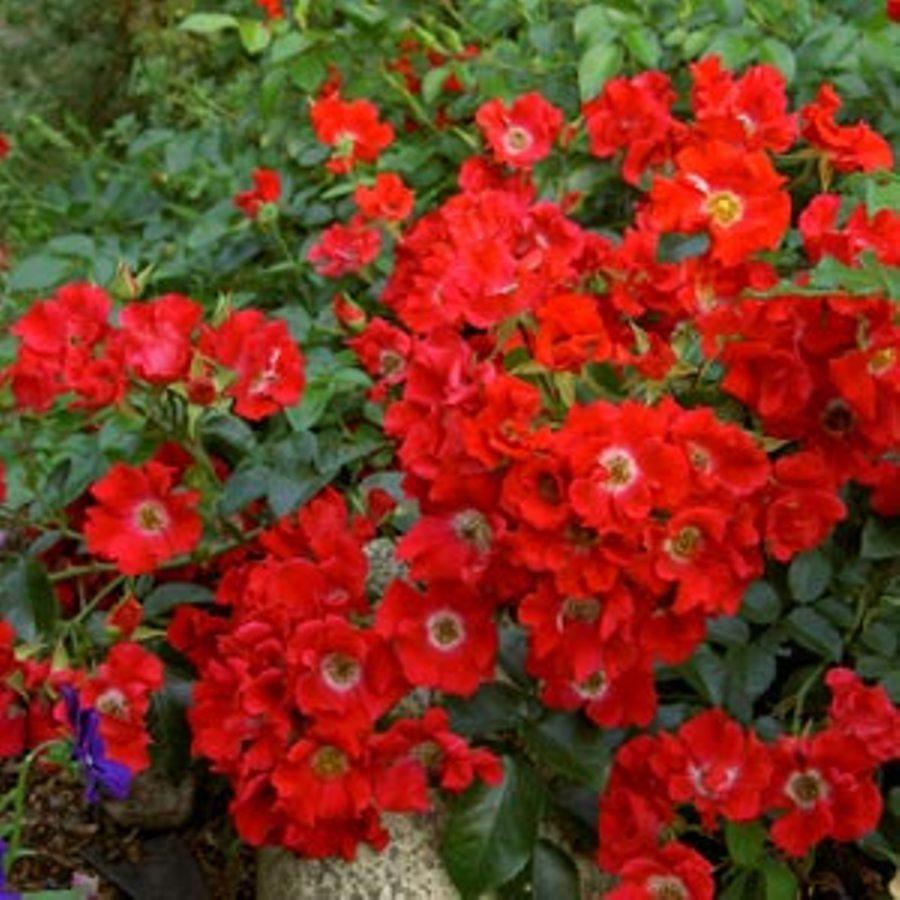 Саджанці ґрунтопокривної троянди Зоммер Абенд (Rose Sommerabend)