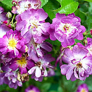 Саджанці плетистої троянди Вейченблау (Rose Veilchenblau), фото 3