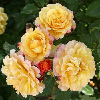 Саджанці паркової троянди Ругельда (Rugelda)