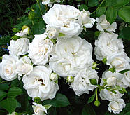 Саджанці троянди флорибунда Аспірин (Rose Aspirin Rose), фото 3