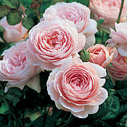 Саджанці троянди флорибунда Ханс Гоневейн Роуз (Rose Hans Gonewein Rose), фото 3