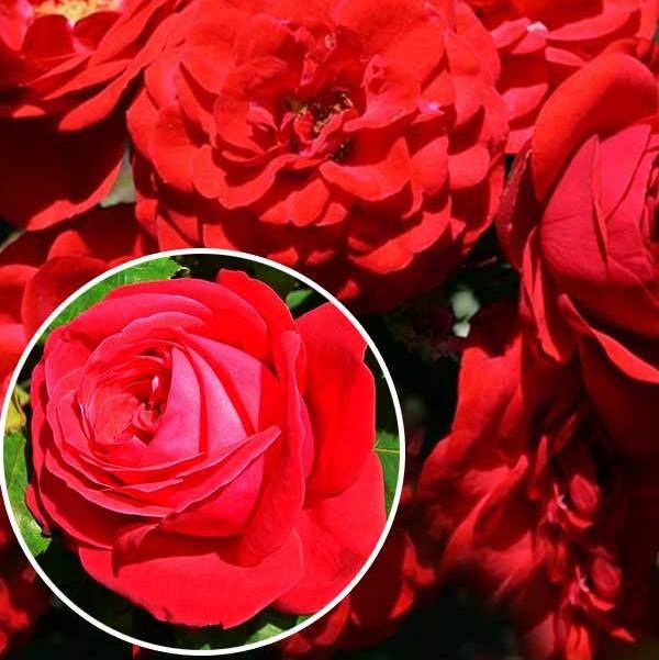 Саджанці троянди флорибунда Кордула (Rose Cordula)