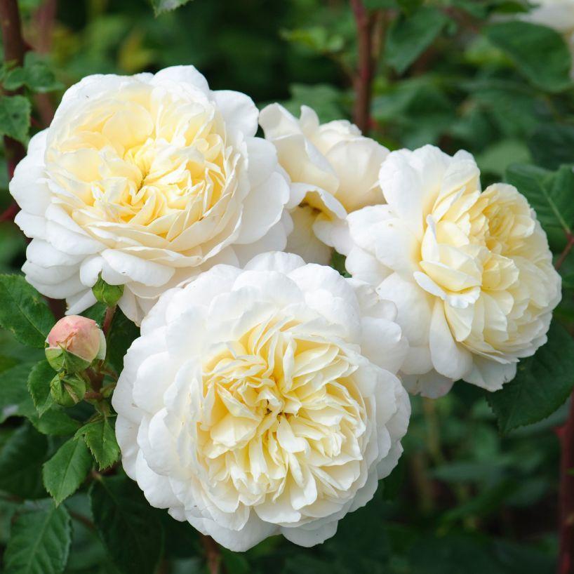 Саджанці англійської троянди Крокус Роуз (Rose Crocus Rose)