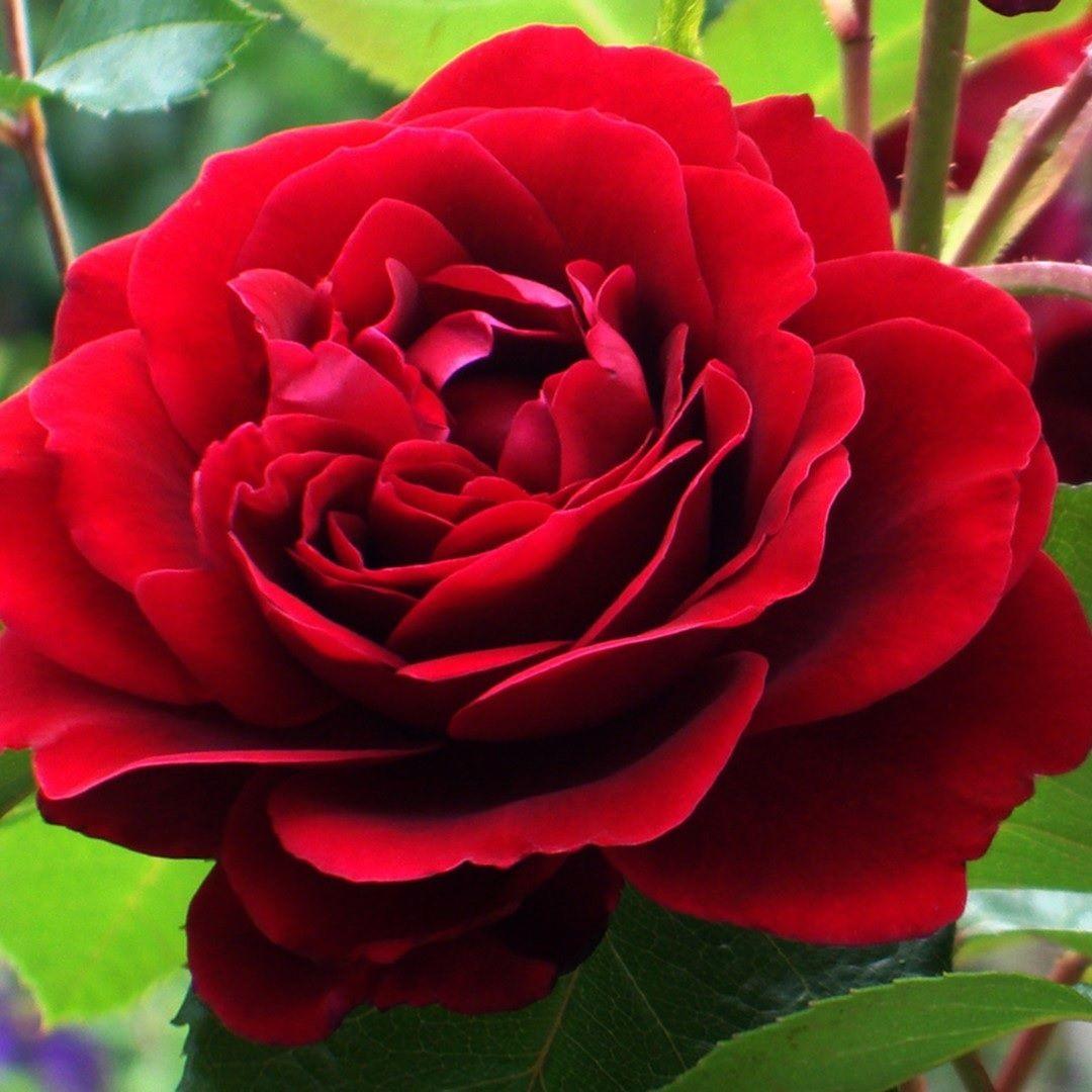 Саджанці плетистої троянди Амадеус (Rose Amadeus)