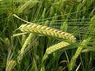 Насіння озимого ячменю Наомі 1 репродукція