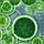 Біостимулятор для аграрних культур: CHLORELLA, фото 6