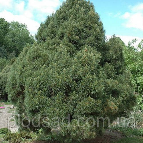 Сосна Глобоза Viridis 3 л