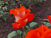 Саженец ярко-оранжевой розы " Верано "
