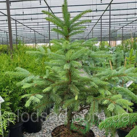 Ялина колюча (Picea pungens)