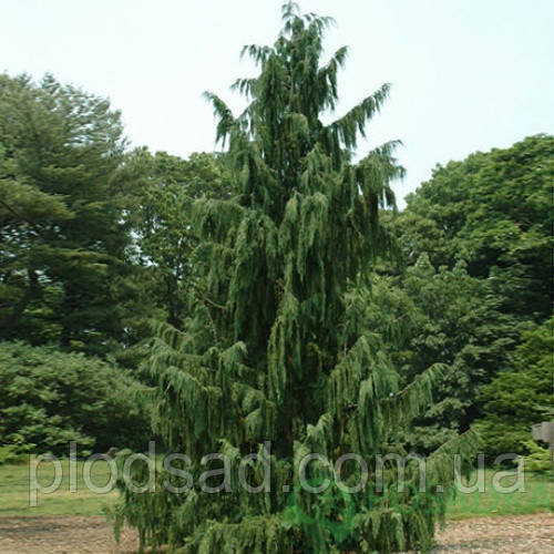 Кипарисовик нутканський Glauca С2