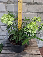 Гортензія волотиста Мохіто/ Hydrangea paniculata 'Mojito' PBR, С5