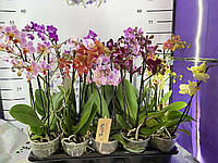 Орхідеї, високі стандарти. на подарунок або продаж